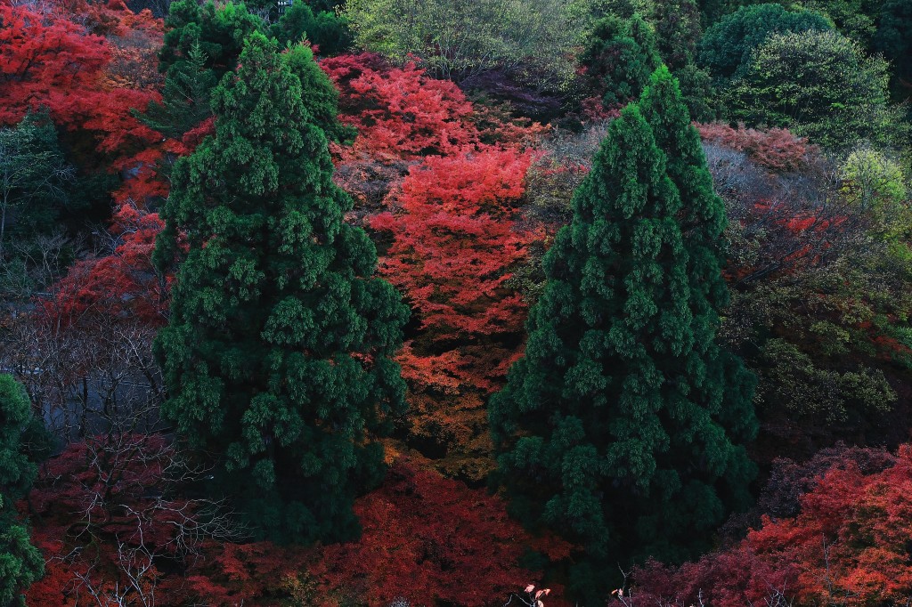 清水寺　～その他～_f0049152_8141697.jpg