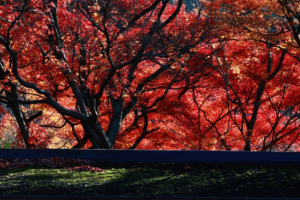 清水寺　～その他～_f0049152_814361.jpg