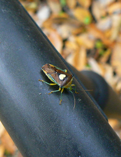 d0091754_2364310.jpg