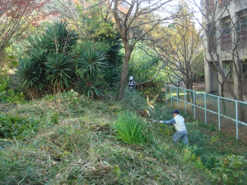 淡輪公民館裏の草刈り見物_c0108460_11344487.jpg