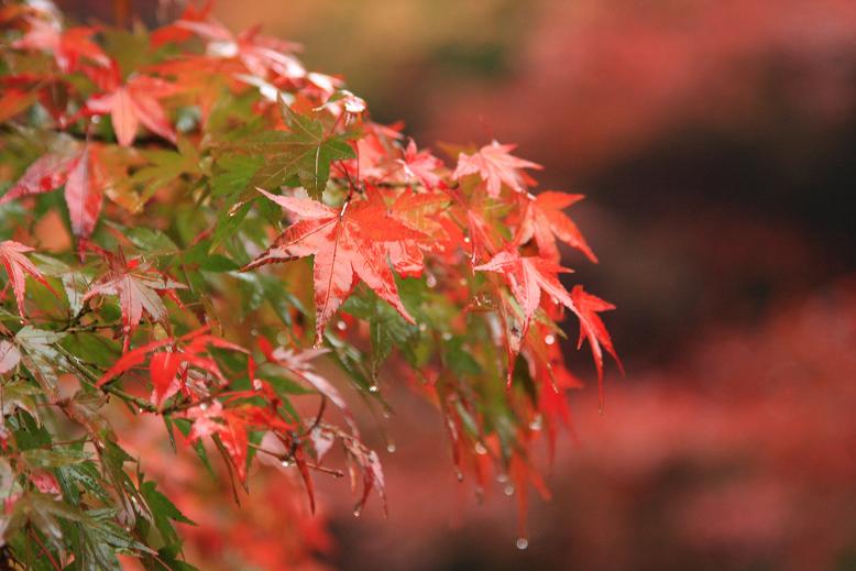 穴師坐兵主神社の紅葉_c0153672_22255494.jpg