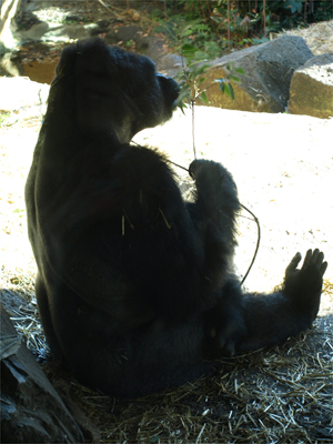 日曜日の上野動物園　２_a0101591_23463471.jpg