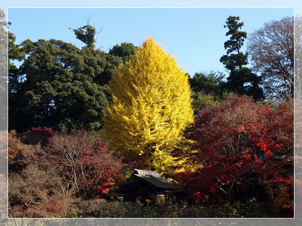 本土寺の紅葉散策と暮れのケーキ作り_d0028304_12533993.jpg