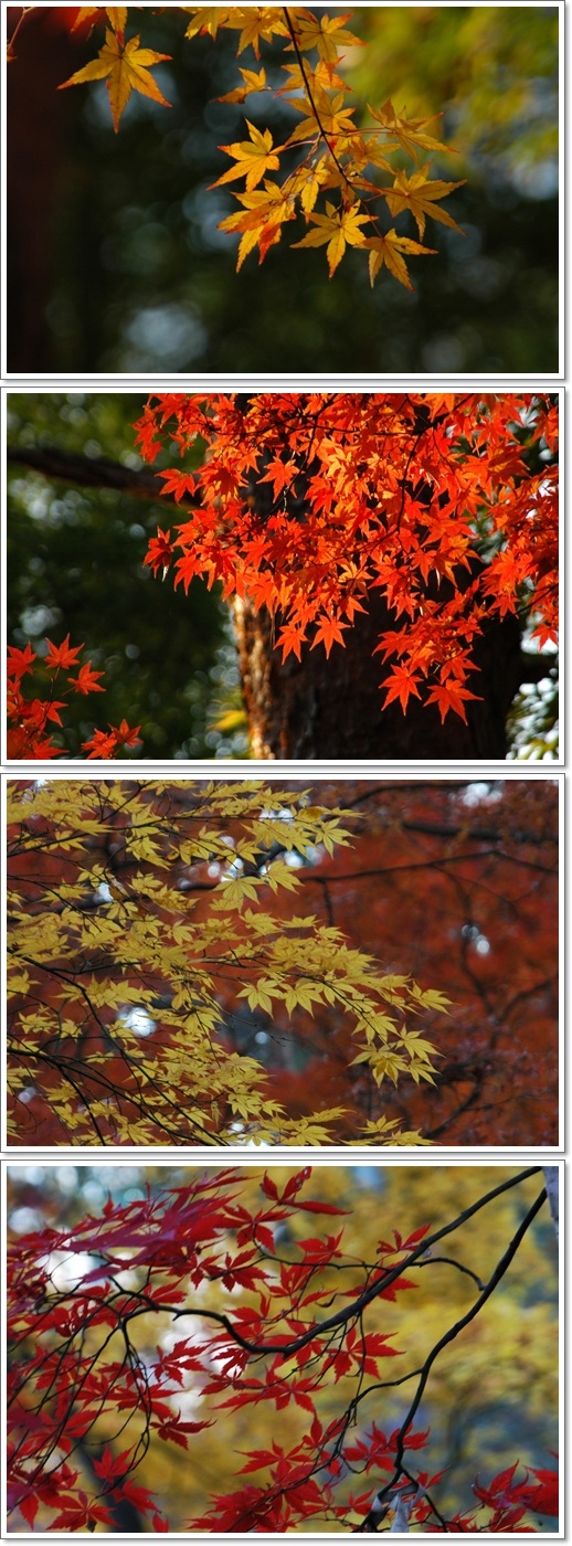 高幡不動、 晩秋の紅葉_c0051105_2363531.jpg