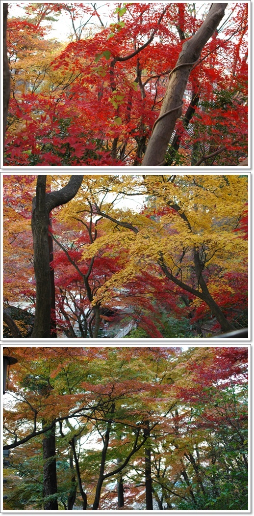 高幡不動、 晩秋の紅葉_c0051105_2373643.jpg