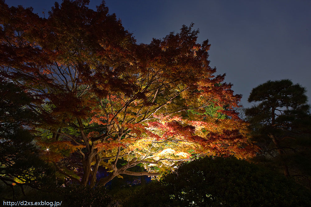 Light-up@六義園 #2_c0108409_22114842.jpg