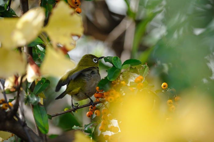 久しぶりになんちゃって鳥屋さん・其の二_f0032011_1949536.jpg