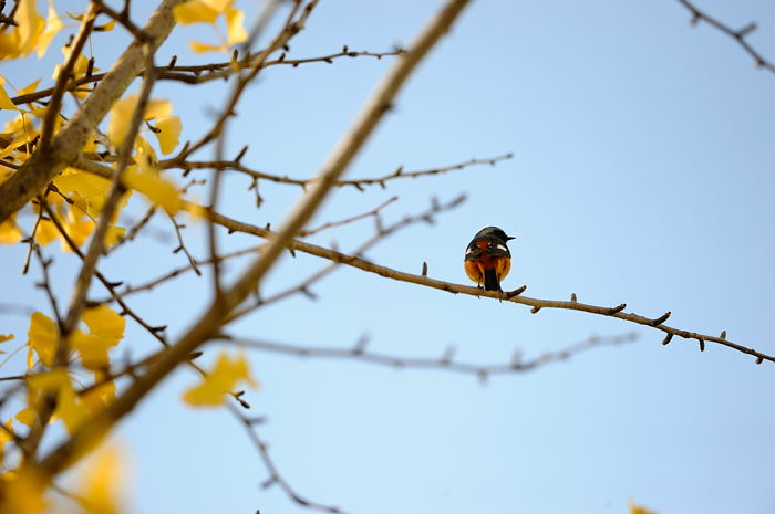 久しぶりになんちゃって鳥屋さん・其の二_f0032011_19502587.jpg