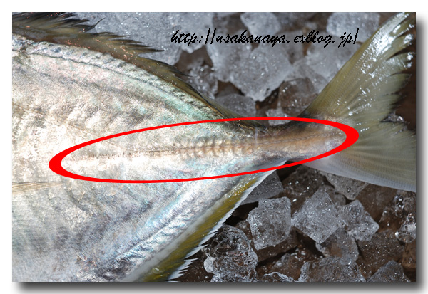 貝割 カイワリ 刺身がとっても美味しいアジ科の魚です 魚屋三代目日記