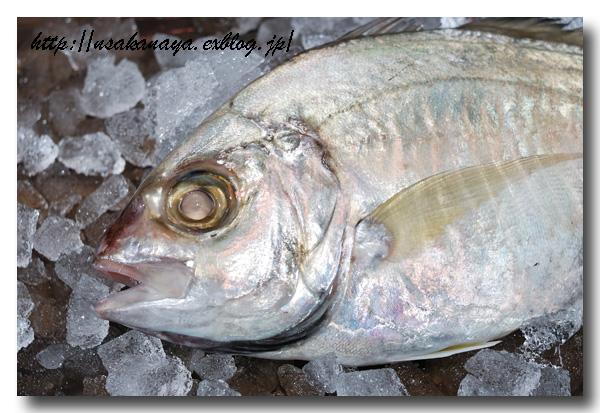 貝割 カイワリ 刺身がとっても美味しいアジ科の魚です 魚屋三代目日記