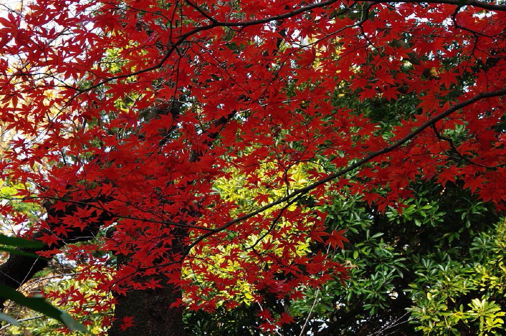 紅葉を訪ねて～新宿御苑～_e0132243_21114828.jpg