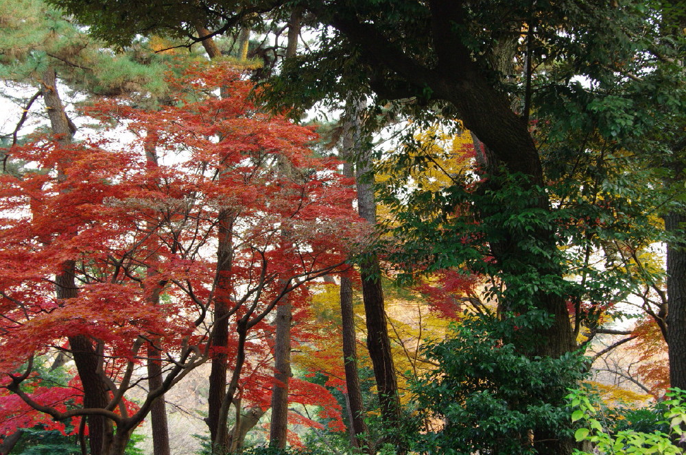 紅葉を訪ねて～新宿御苑～_e0132243_2195124.jpg