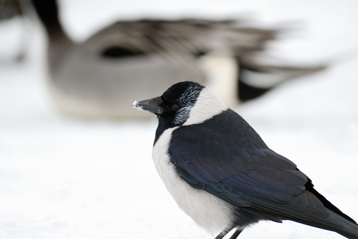 ２００８年３月の鳥たち_a0039245_291097.jpg