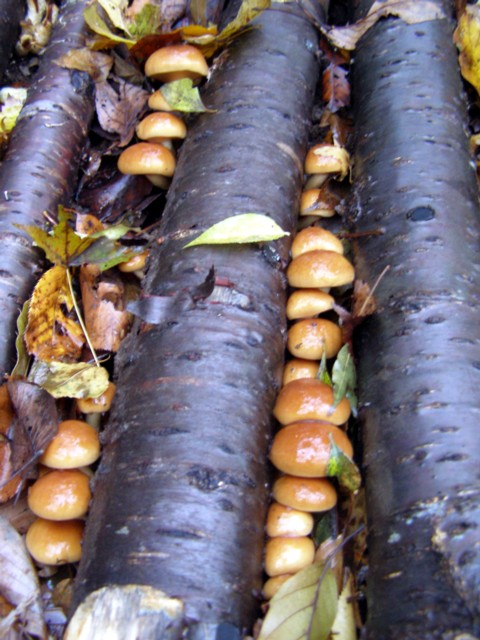 f0043750_21273893.jpg