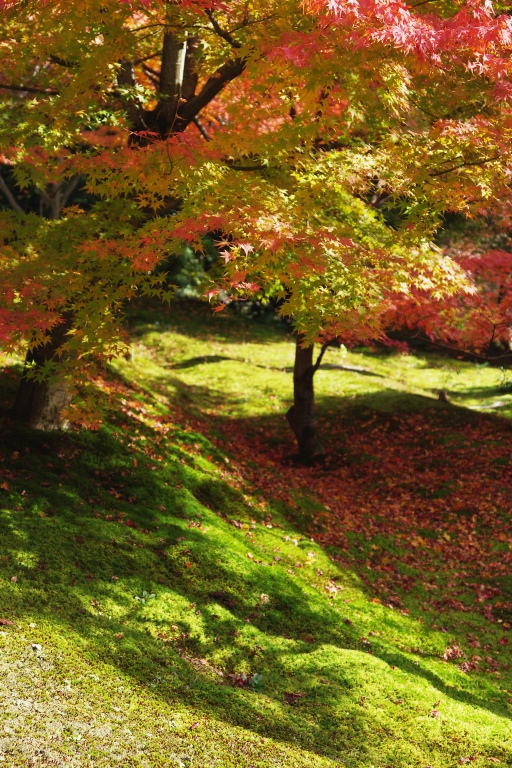 東福寺_f0049152_20342646.jpg