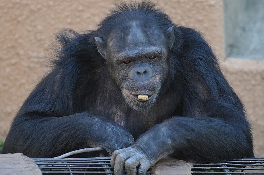 道具を使う動物 動物園で写真撮影