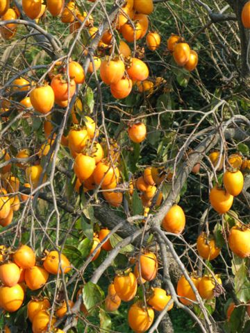 Persimmon tree_c0157558_15192075.jpg