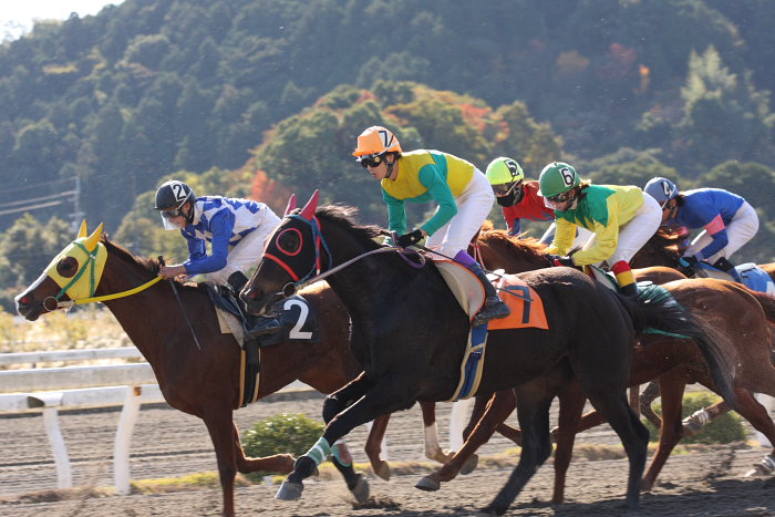 2008年11月30日（日） 高知競馬 1R_a0077663_18522674.jpg