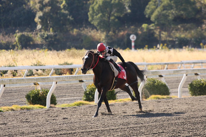 2008年11月30日（日） 高知競馬 1R_a0077663_18525343.jpg