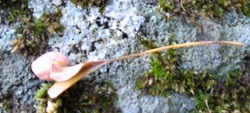 e0041168_941579.jpg