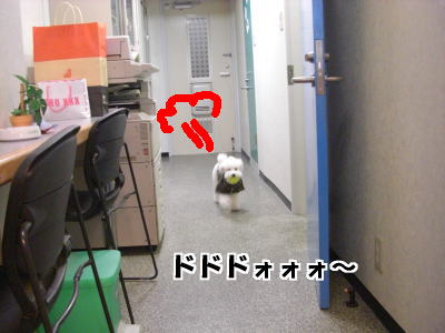 犬社会のＫＹ・・・・・_d0020869_12534510.jpg