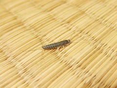 紙魚 サ イ コ ロ 日 和 2 紙魚 サ イ コ ロ 日 和 2