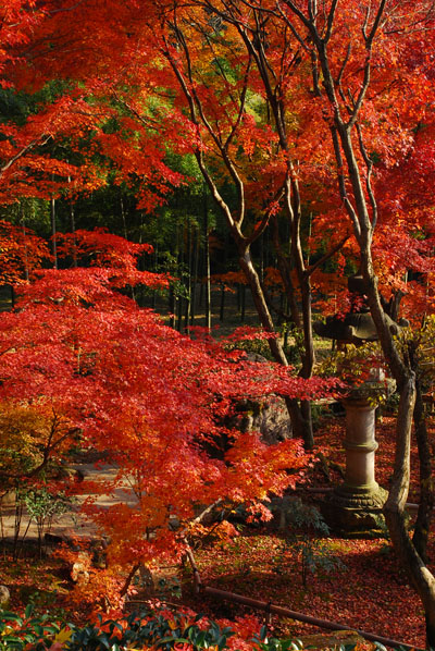 秋-京都　08’　-　直指庵　_c0066392_1745440.jpg