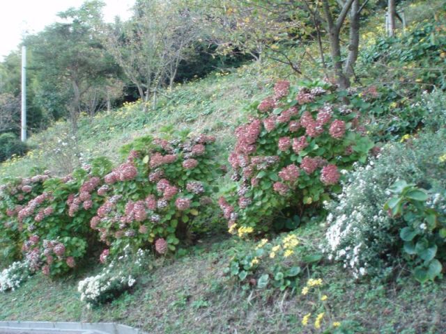 f0181295_110341.jpg