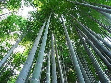 鎌倉散歩２_b0105897_22243540.jpg