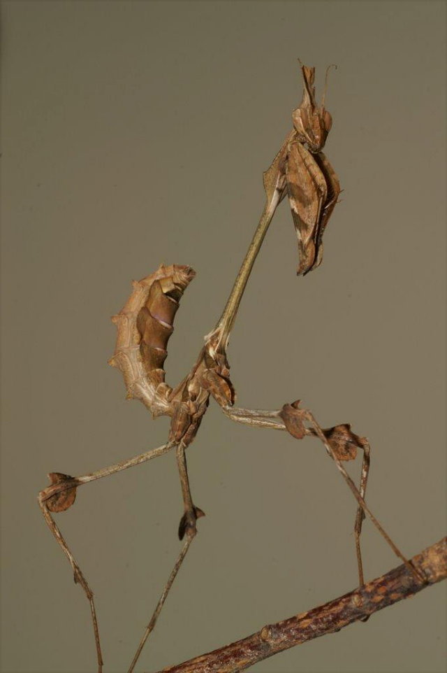 Violin mantis subadult (Gongylus gongylodes) :: Animal Camouflage _f0089299_10411256.jpg