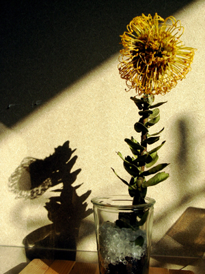 c0146317_43831.jpg