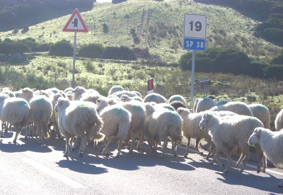 サルデーニャの羊たちに癒されたい。_d0041729_023993.jpg