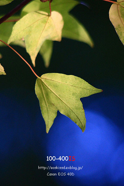 《花》　紅葉　100-300mm　（大崎公園）_c0080036_23213597.jpg