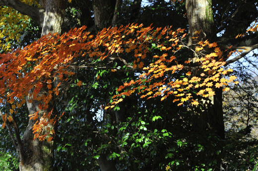 c0093046_21243061.gif