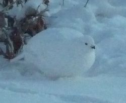 マウンテンサファリ_b0135948_1011490.jpg