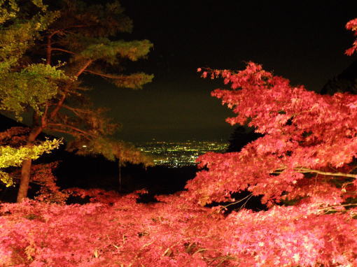 夜桜ならぬ夜モミジ見物_d0091257_1124847.jpg