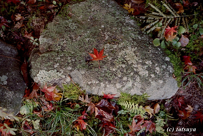 Dec. 5 (Fri) 紅葉 8_f0139991_2351825.jpg