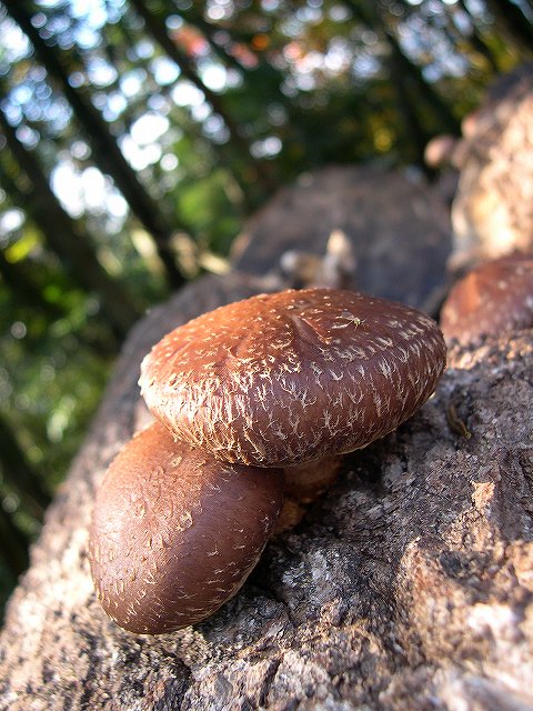 e0145693_13335978.jpg