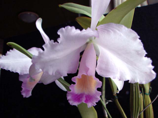 d0007501_21183579.jpg