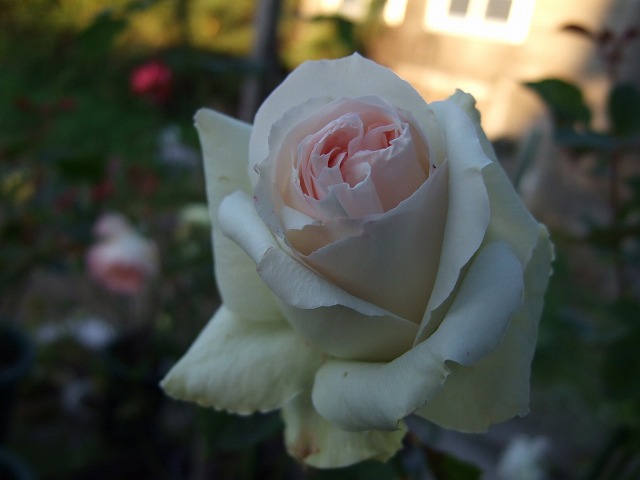 b0107310_20523235.jpg