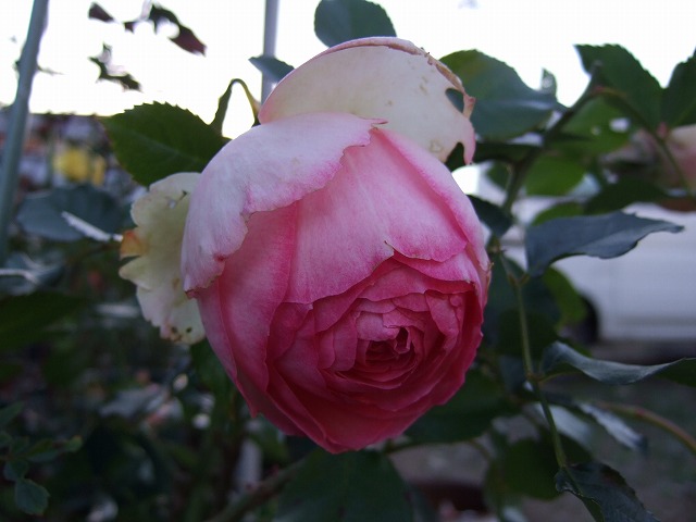 b0107310_2122330.jpg