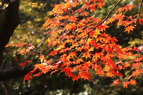 紅葉～紅葉　六義園_e0121110_2102988.jpg