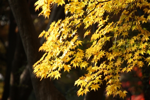 紅葉～紅葉　六義園_e0121110_2105050.jpg