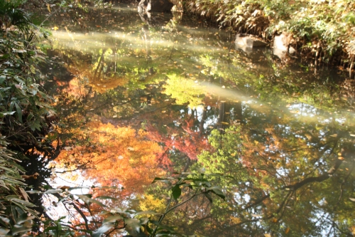 紅葉～紅葉　六義園_e0121110_21111213.jpg