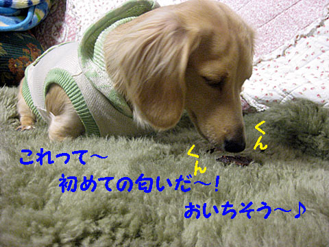 c0108112_2011537.jpg