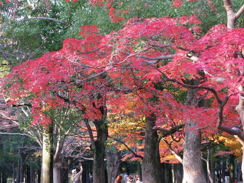 代々木公園の紅葉_e0088513_19381819.jpg