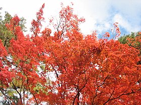 ２００８年　京都の紅葉　～　ココロノセンタク　～_d0149223_14181414.jpg