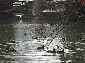 ２００８年　京都の紅葉　～　ココロノセンタク　～_d0149223_14201184.jpg