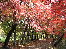 ２００８年　京都の紅葉　～　ココロノセンタク　～_d0149223_14292169.jpg