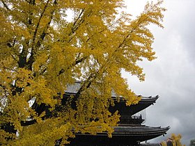 ２００８年　京都の紅葉　～　ココロノセンタク　～_d0149223_1482673.jpg